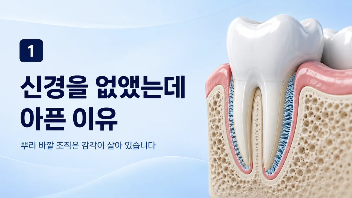신경을 없앴는데 아픈 이유, 뿌리 바깥 조직은 감각이 살아 있습니다